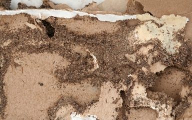 Arid Land Termite