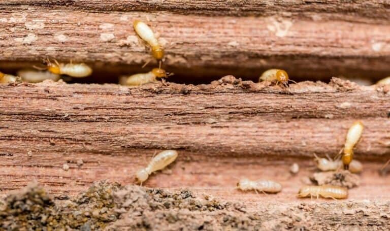 Asian Termite