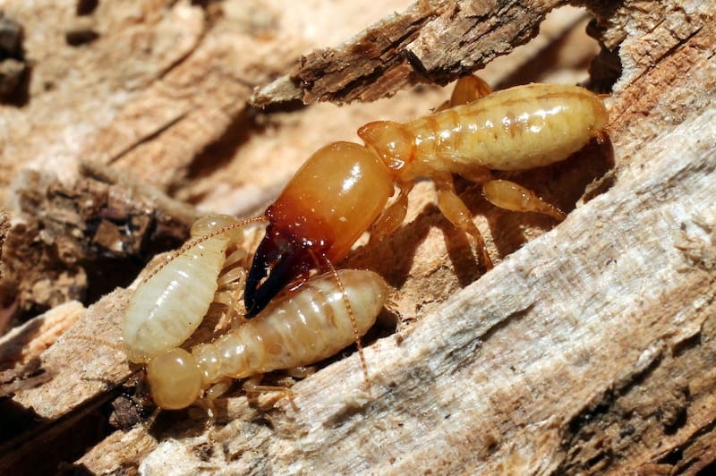 Dampwood Termite
