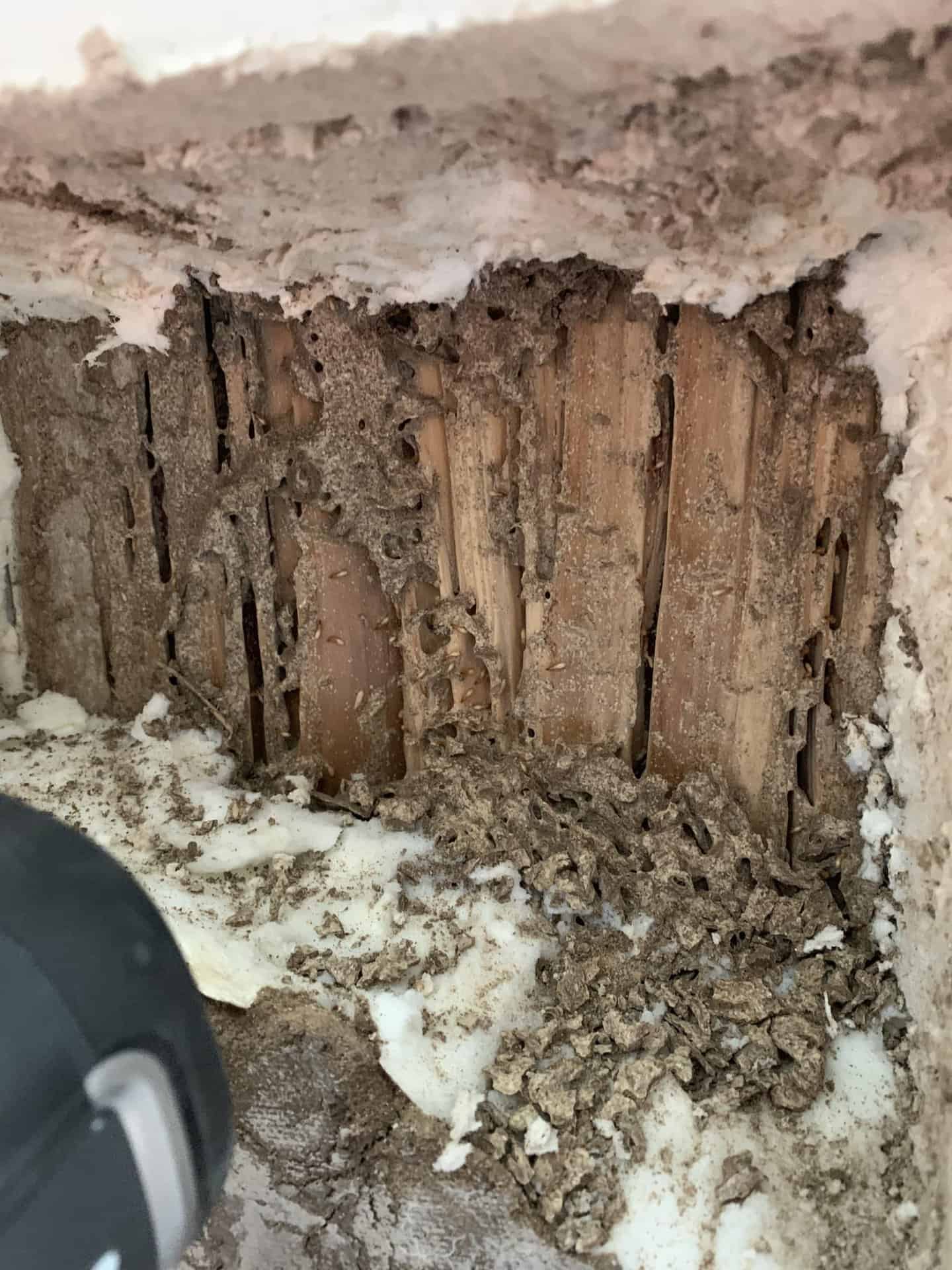 Signs of a Subterranean Termite Infestation