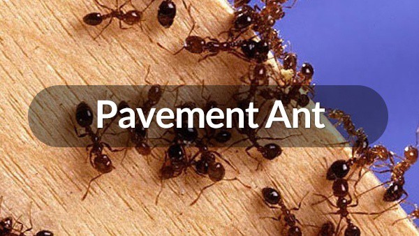 Pavement Ant | Ant Control Services