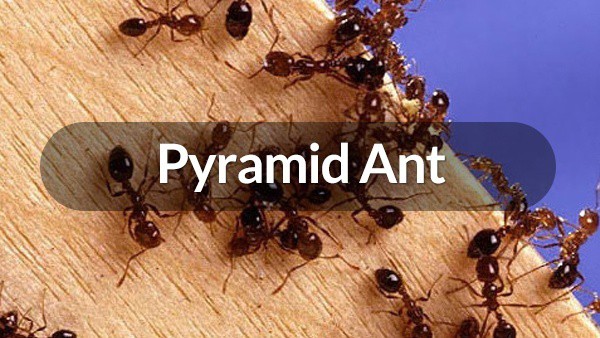 Pyramid Ant | Ant Control