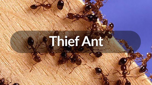 Thief Ant | Ant Control in Boca Raton