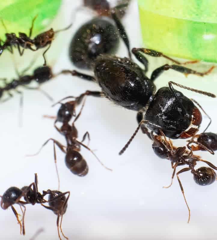 big headed ants