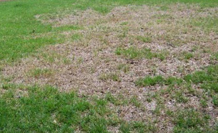 chinch bug grass damage