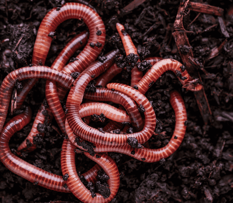 Earthworms  Florida Environmental Pest Management