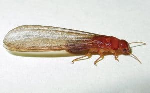 Formosan Termite