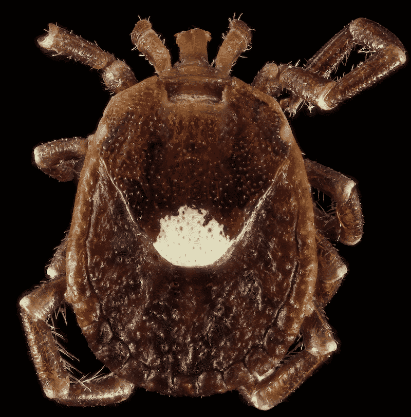 Lone Star Tick Florida Environmental Pest Management 