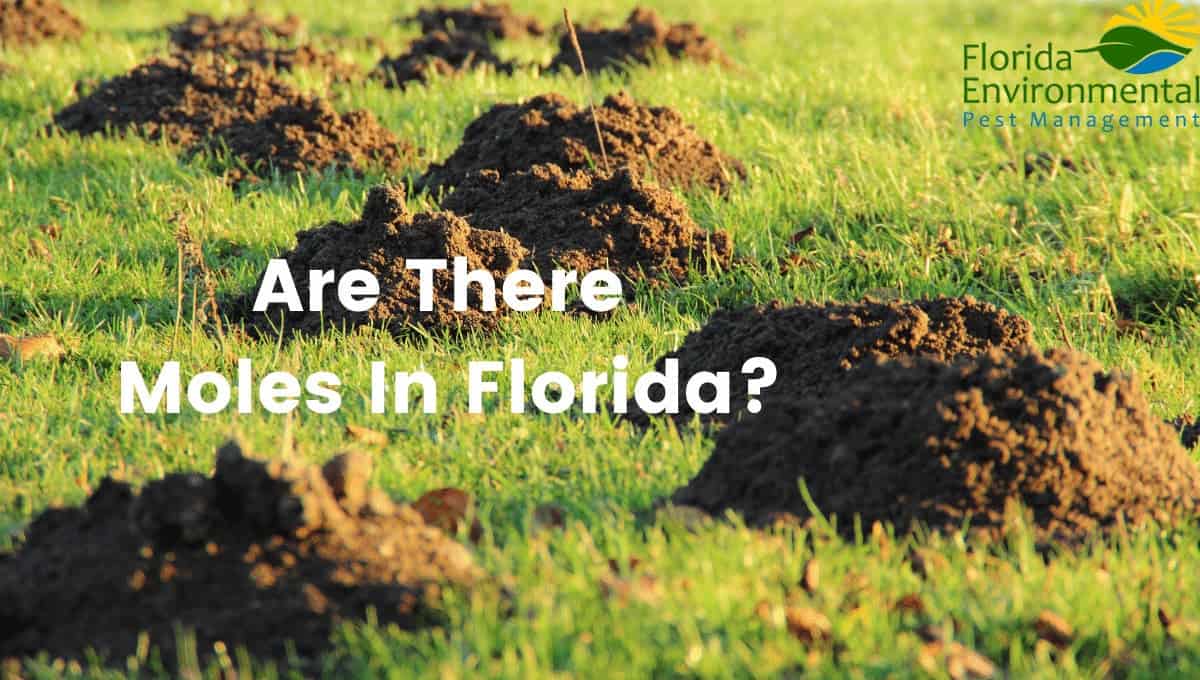 are there moles in Florida