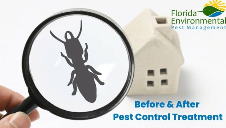 before and after pest control treatment