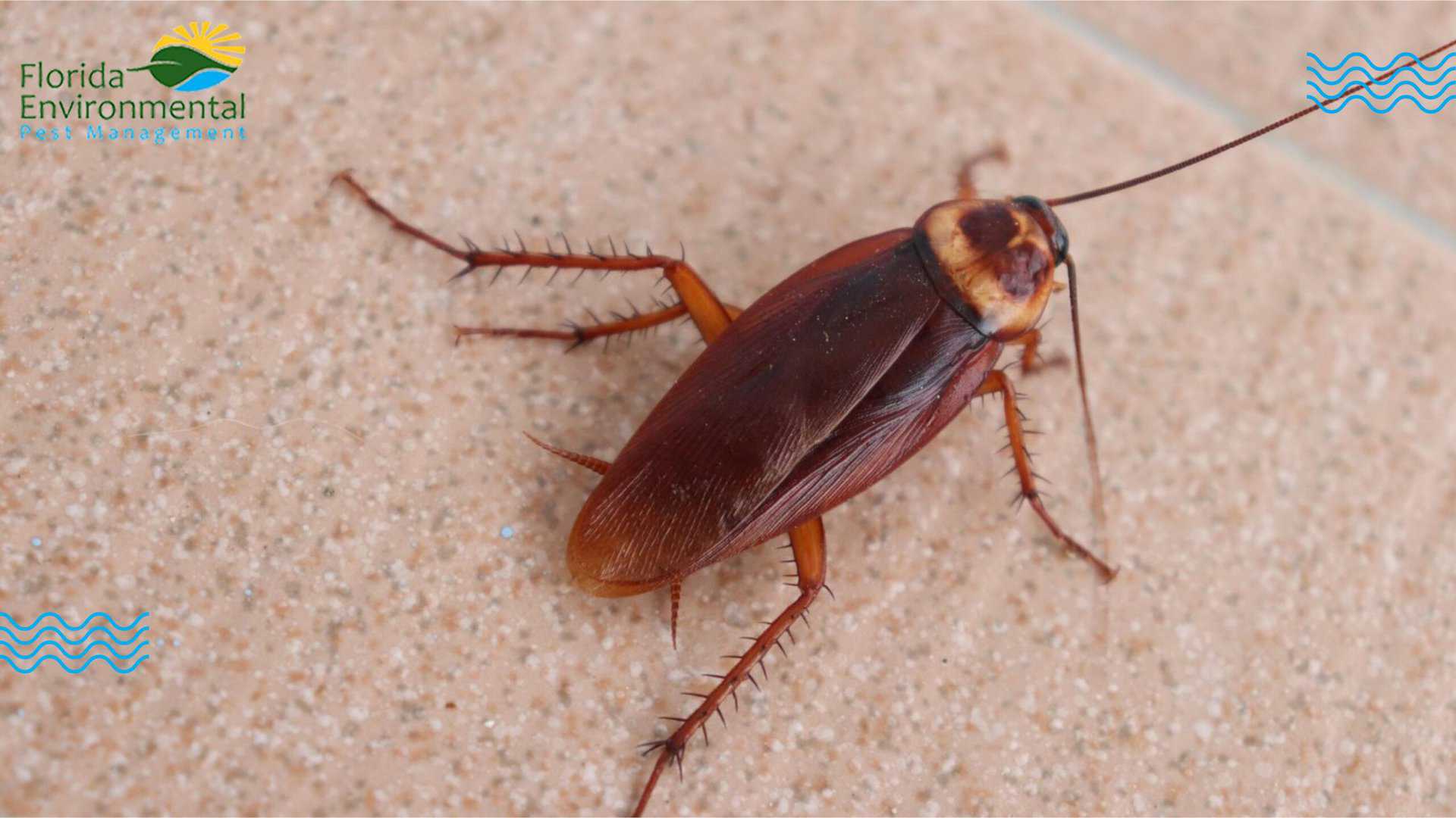cockroaches in florida