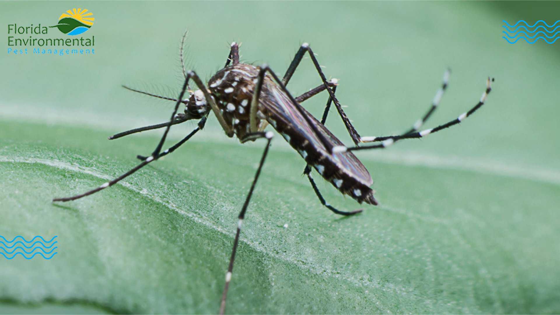 mosquitos in Florida