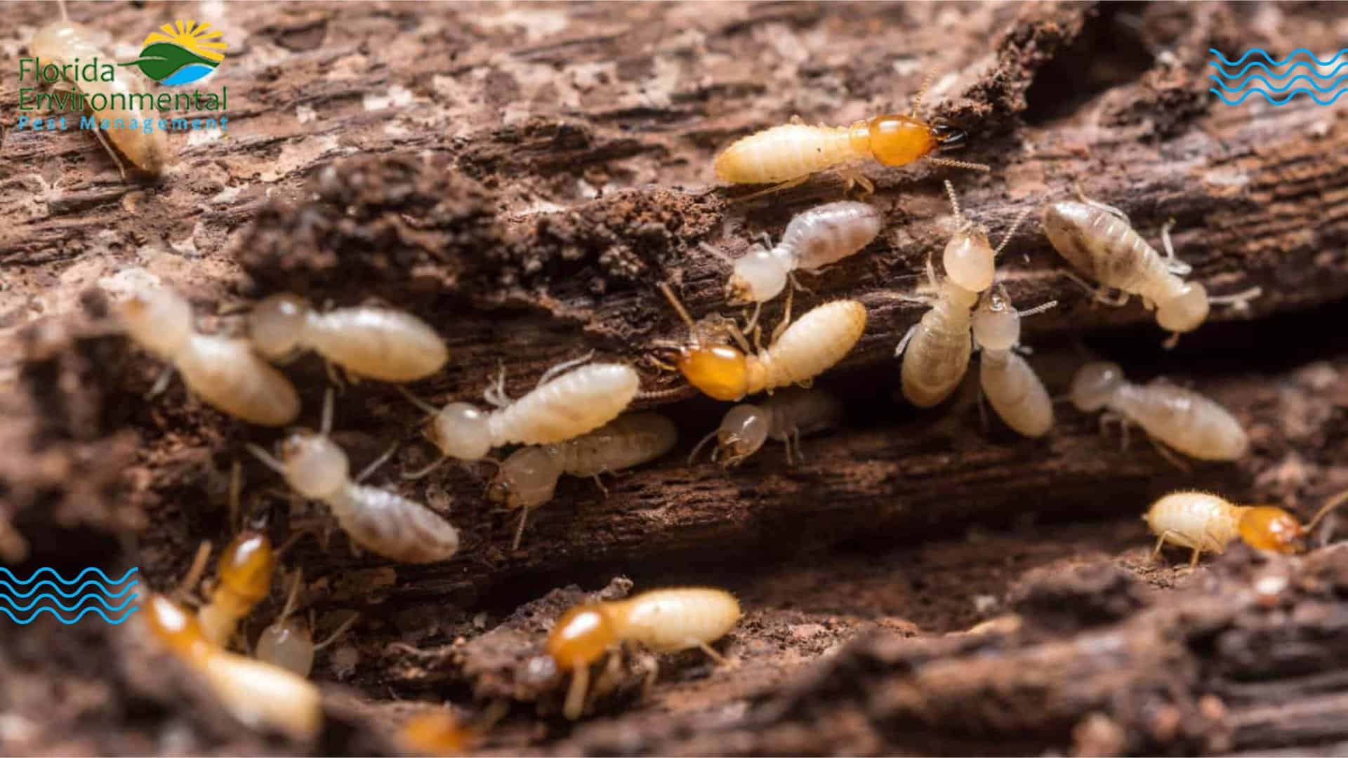 swarm of termites