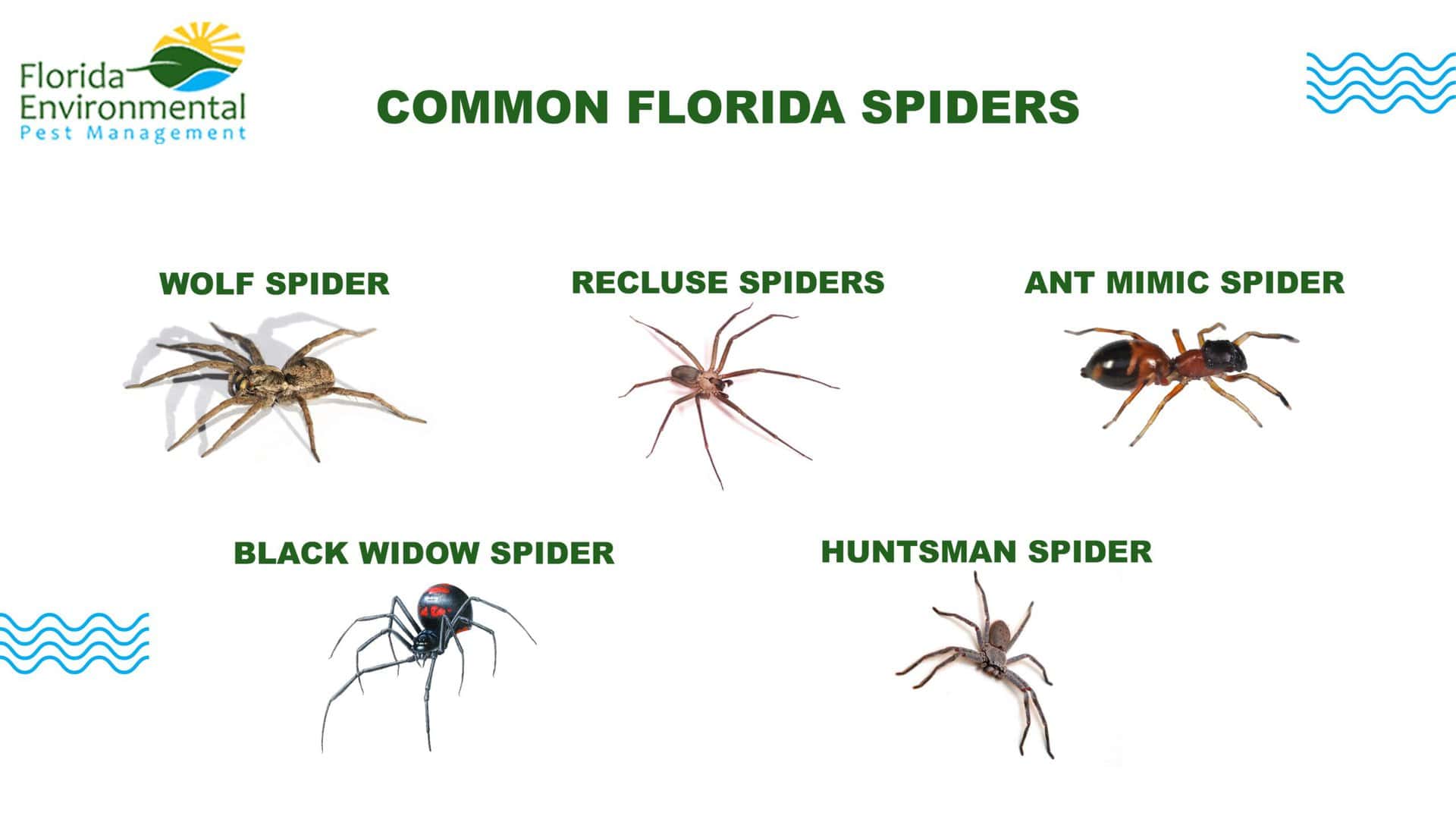 common florida spiders