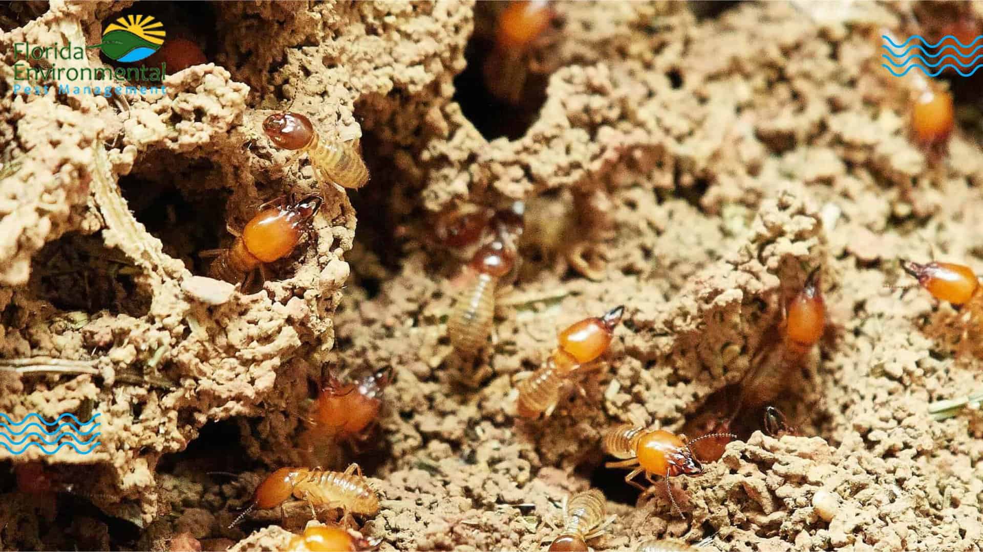 termites in florida