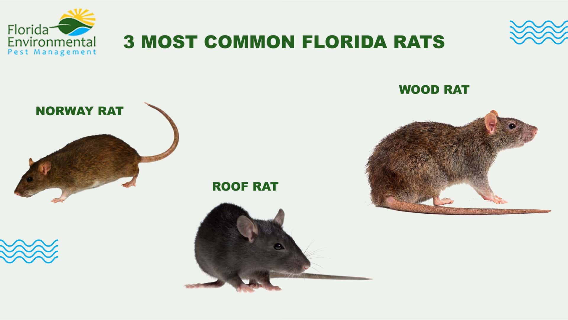 common rats in florida