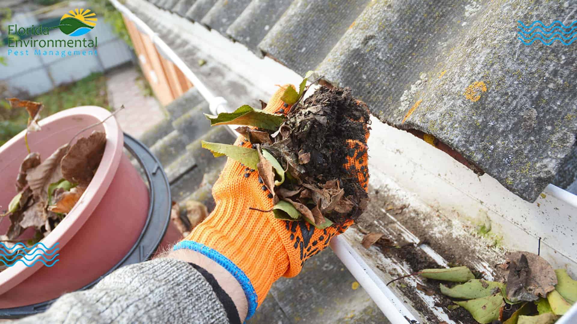 clogged gutters and termites