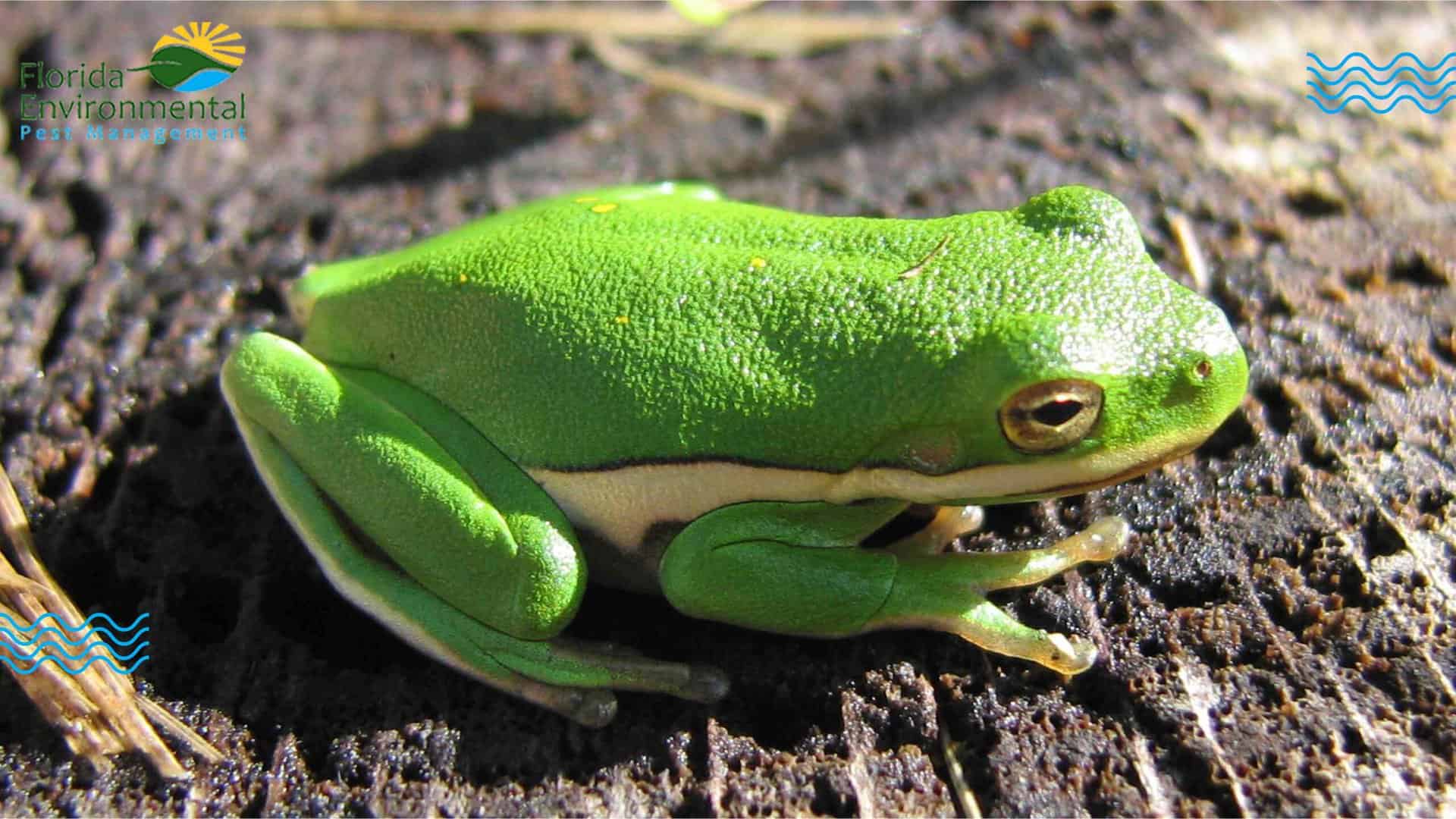 Fighting Back Against Invasive Frogs In Florida