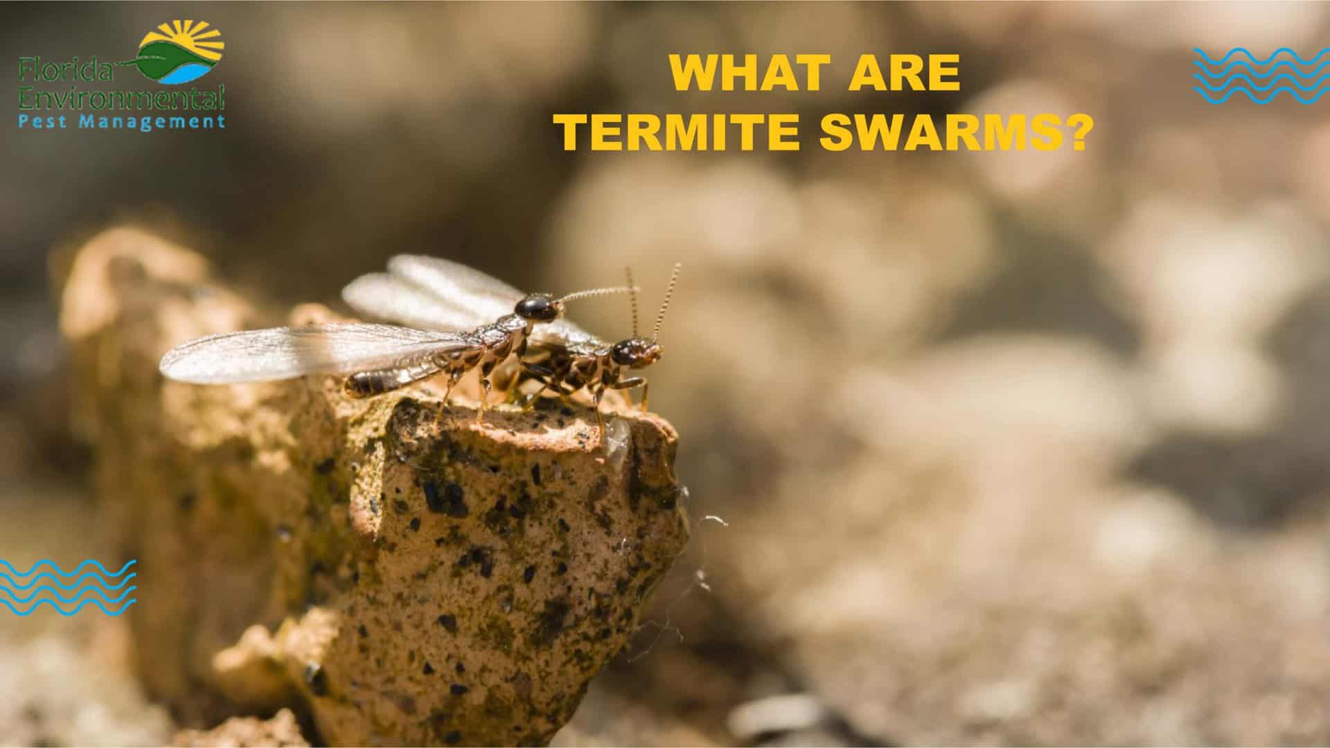 termite swarms