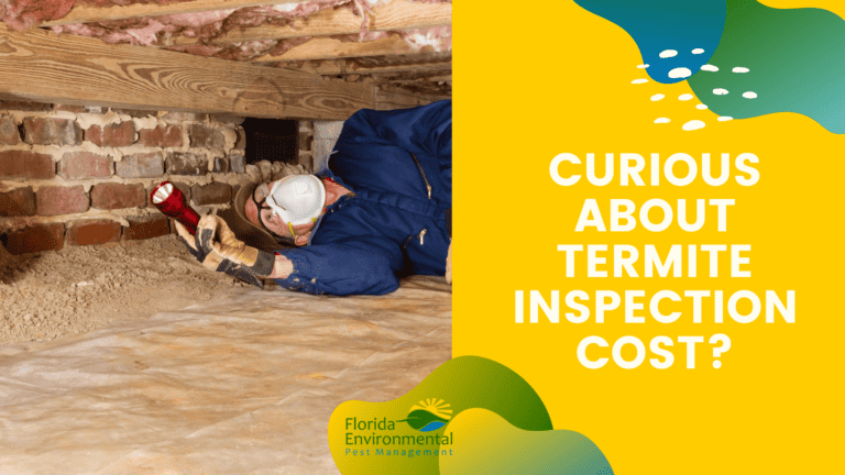 Curious About Termite Inspection Cost
