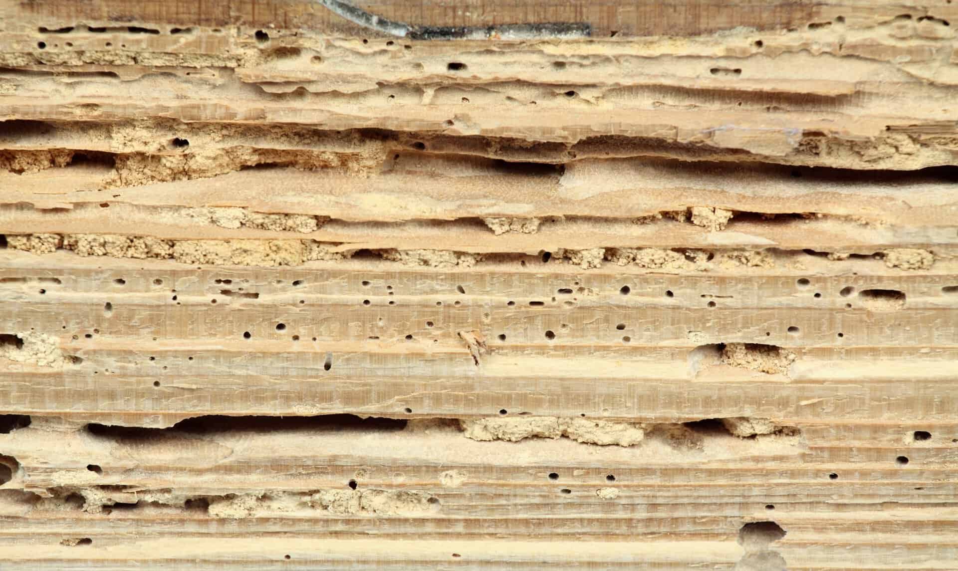 Who is good at treating termites West Palm Beach?