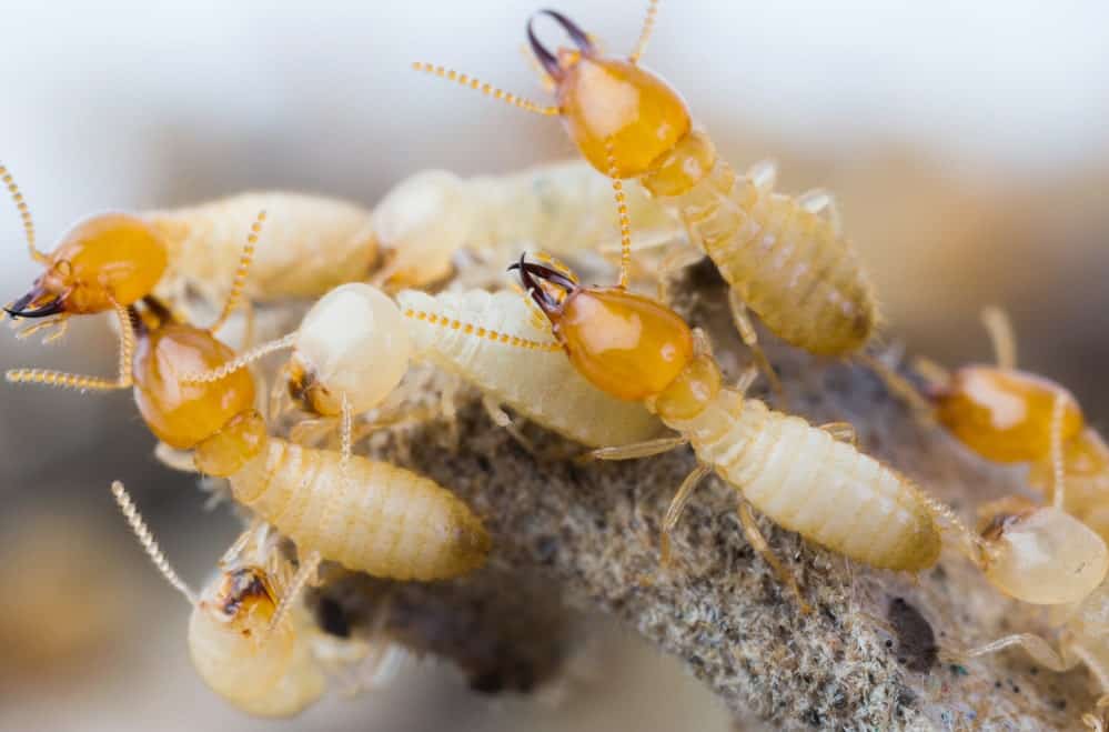 Who can help me with a Termite Inspection in West Palm Beach ?