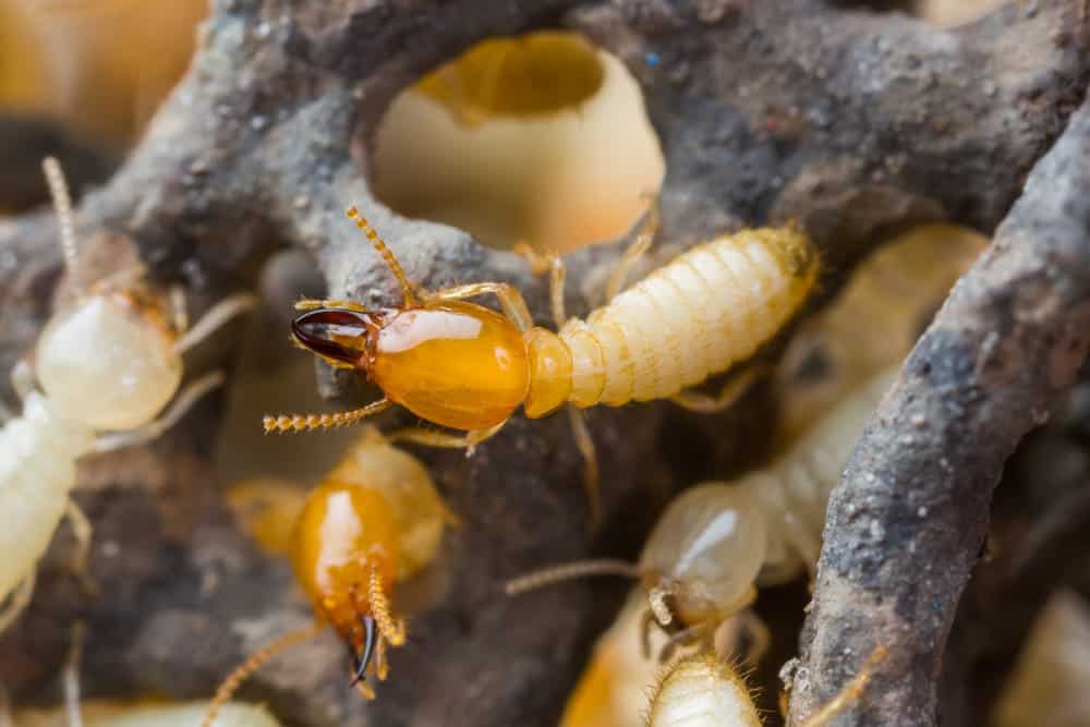 The best Termite Inspection in West Palm Beach ?