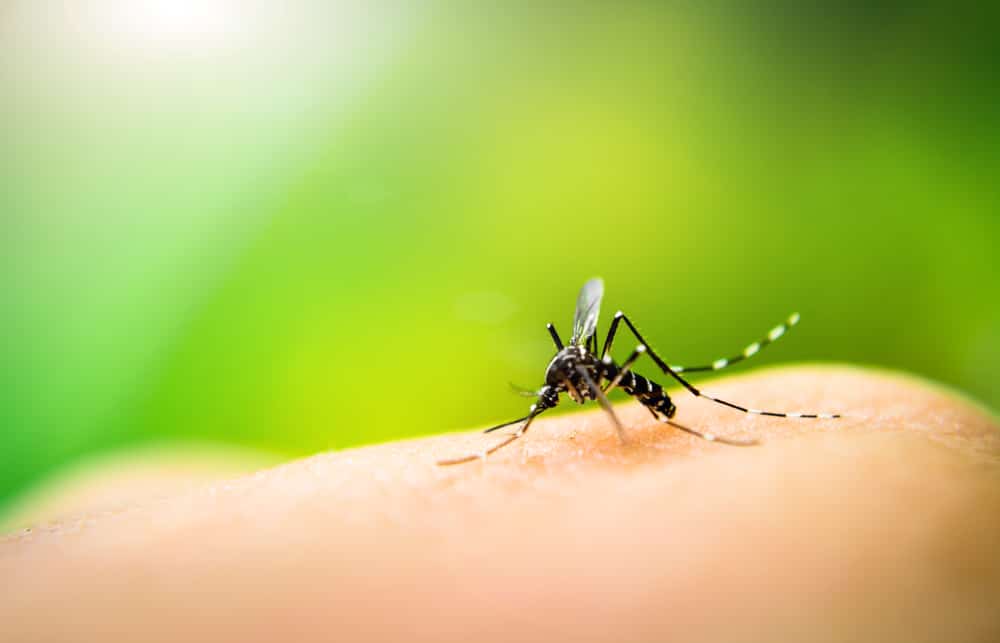 Can pest control in Wellington keep mosquitos out of my home?
