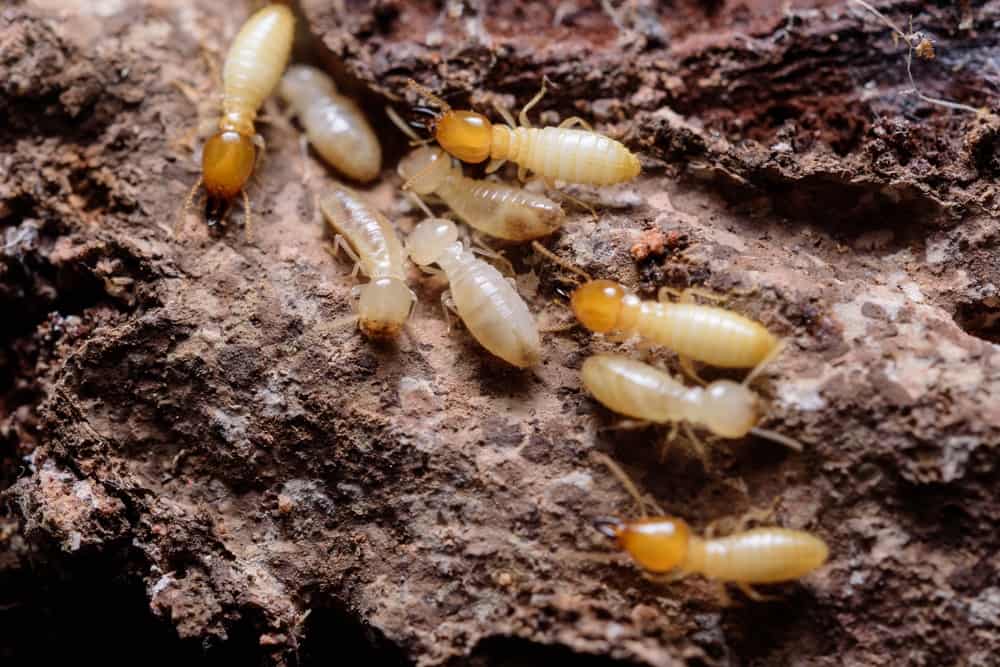 Where are good termite treatment West Palm Beach?