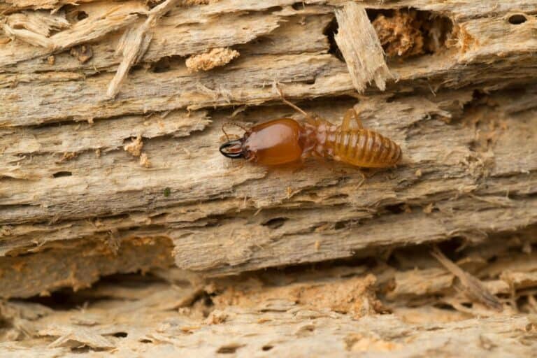 Dry-Termites
