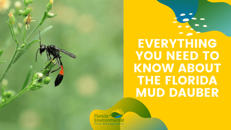 Everything You Need To Know About The Florida Mud Dauber