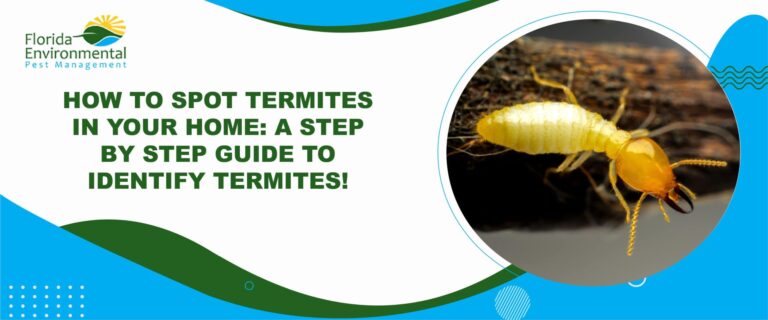 how to spot termites in your home