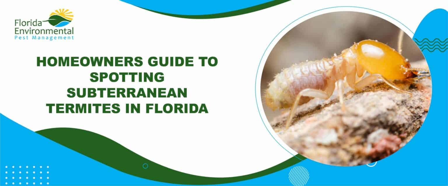 Homeowner Guide to spotting Florida Subterranean Termites [Expert Guide]