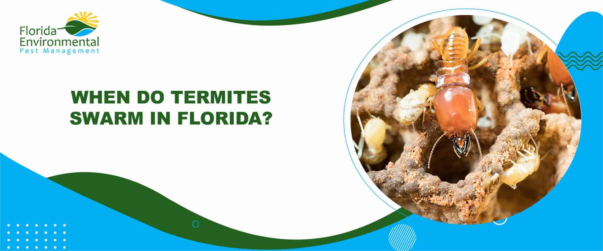 termite swarms in florida
