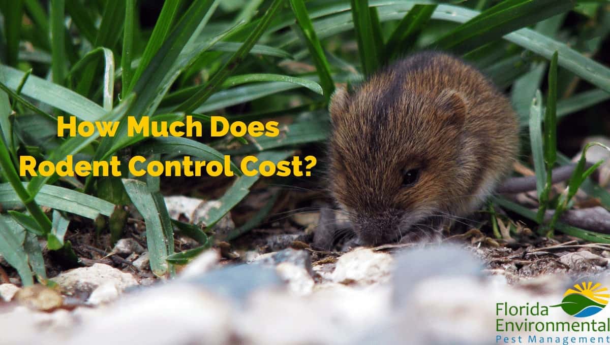cost of rodent control