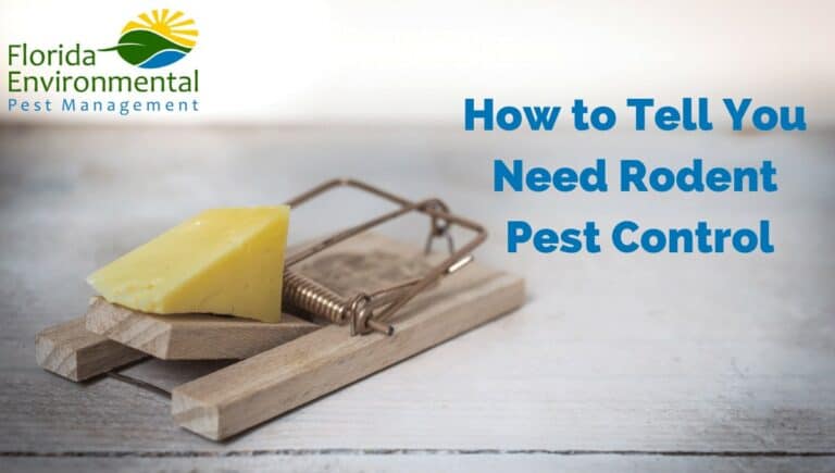 needing rodent pest control