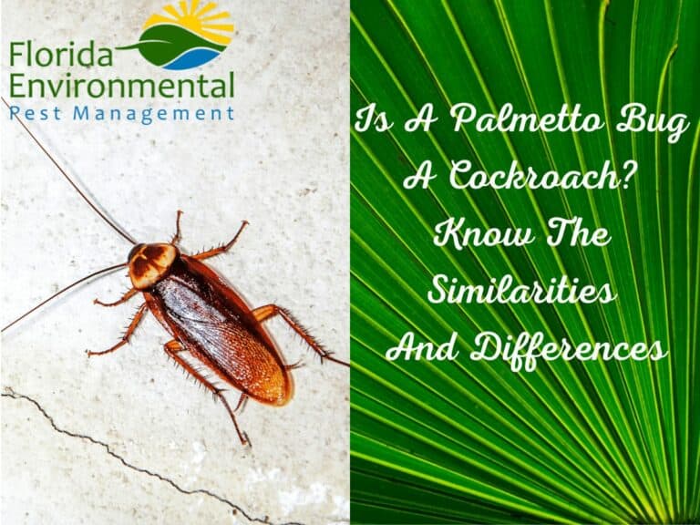 palmetto bugs and cockroaches