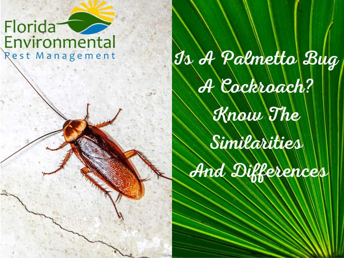 palmetto bugs and cockroaches