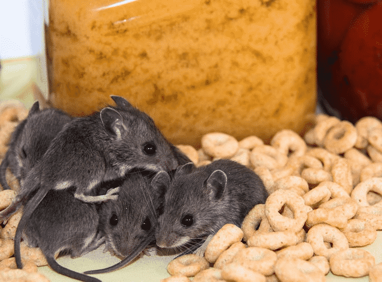 Picture of mice in florida