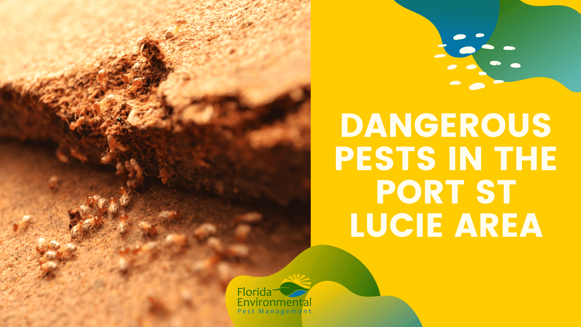 Pest Dangers in Port ST Lucie (1)