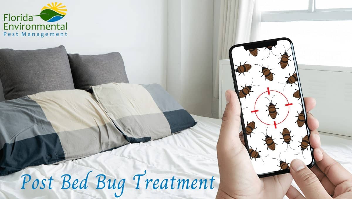 after bed bug treatment