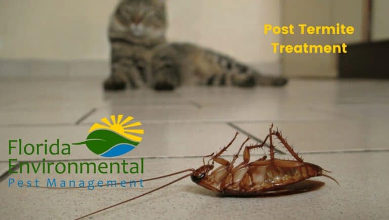 post termite treatment
