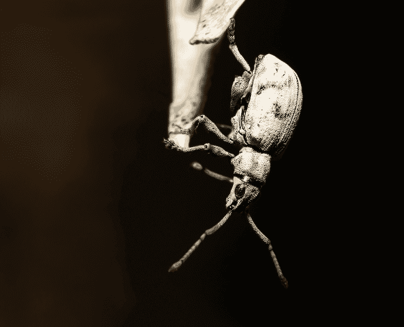Sri Lanka Weevil