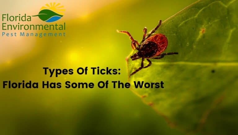 Types of Ticks Florida