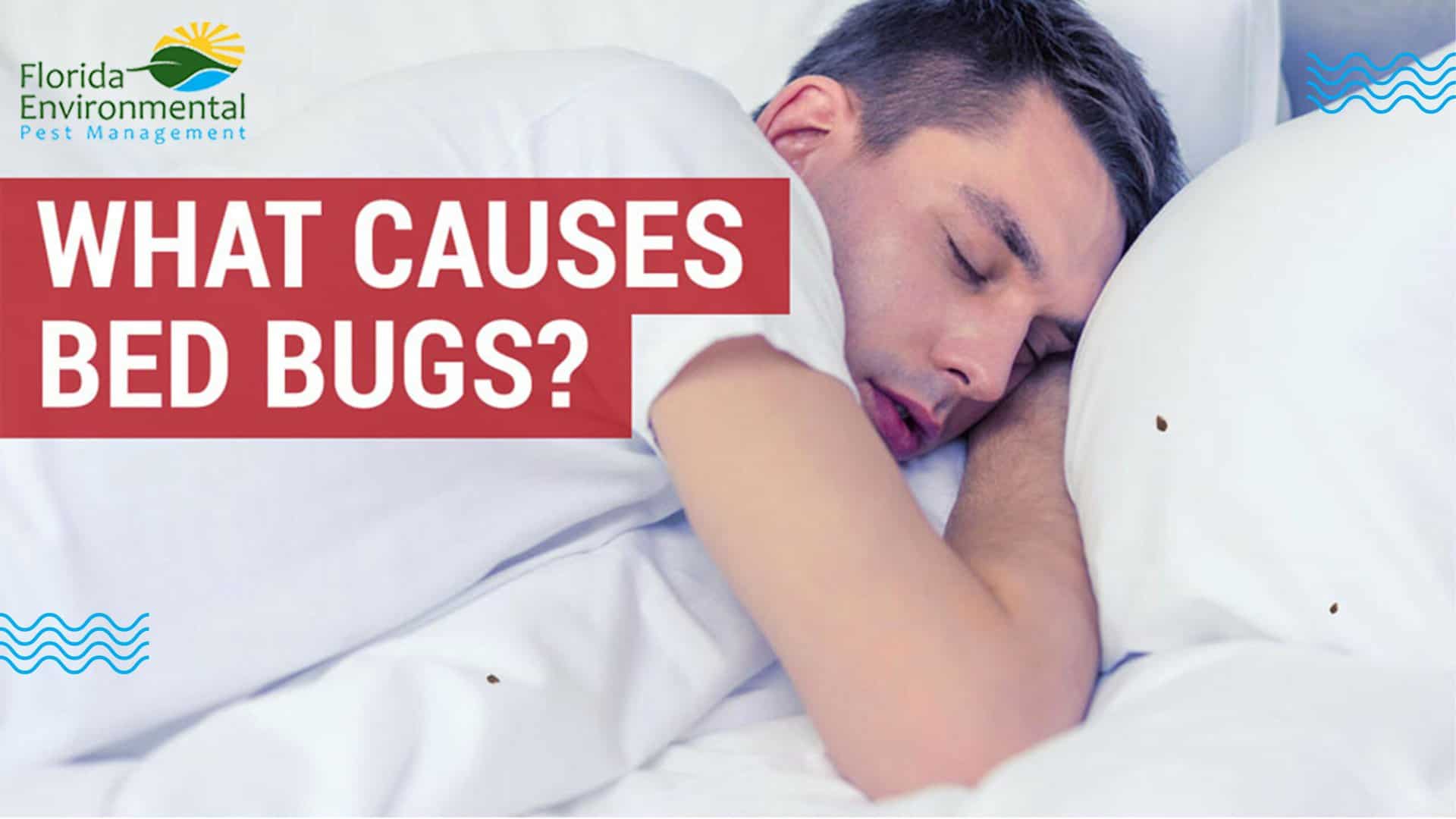 bed bug causes