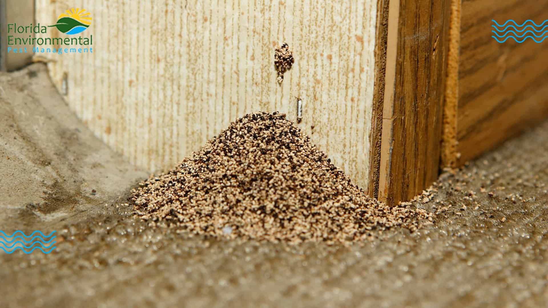 termite droppings