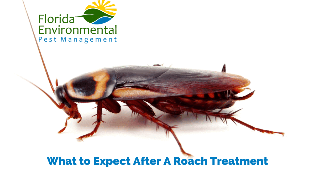 after roach treatment