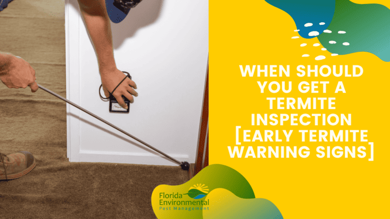 When Should You Get A Termite Inspection [Early Termite Warning Signs]
