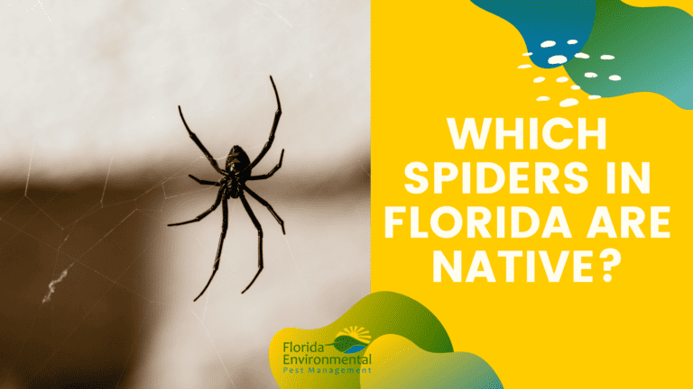 Which Spiders In Florida Are Native