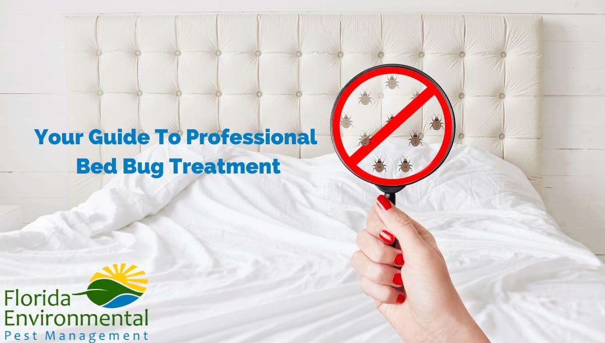 professional bed bug treatment